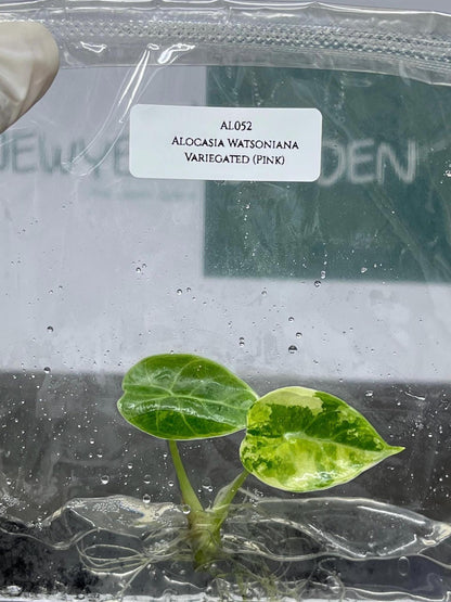 Alocasia Watsoniana Pink Variegated Tissue Culture (1 item/bag)