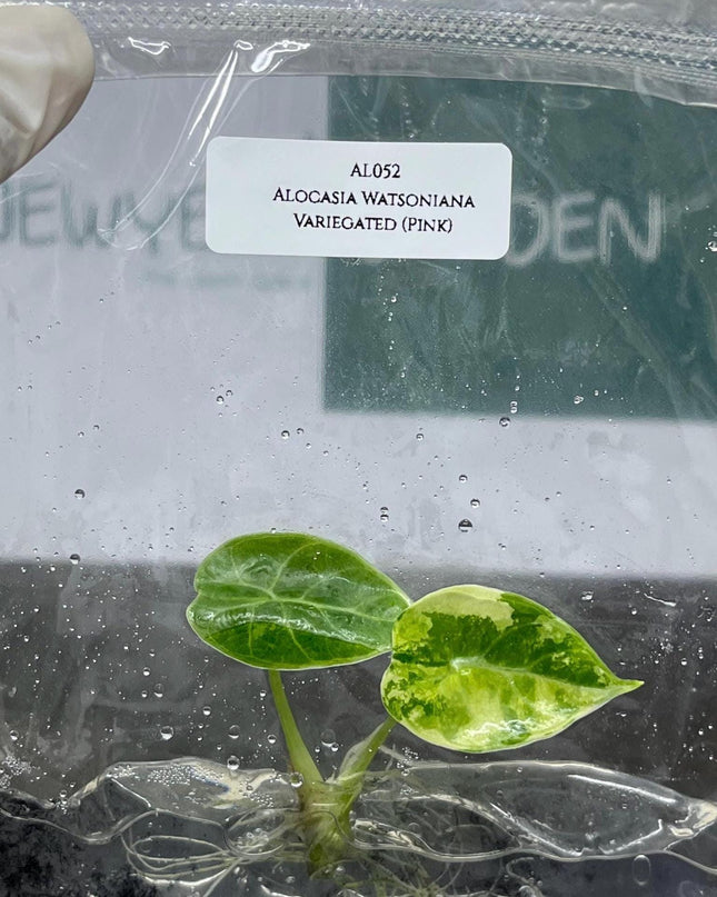 Alocasia Watsoniana Pink Variegated Tissue Culture (1 item/bag)