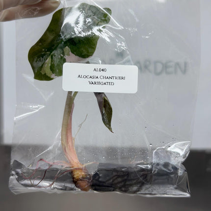 Alocasia Chantrieri Pink Variegated Tissue Culture (1 item/bag)