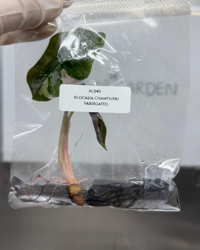 Alocasia Chantrieri Pink Variegated Tissue Culture (1 item/bag)