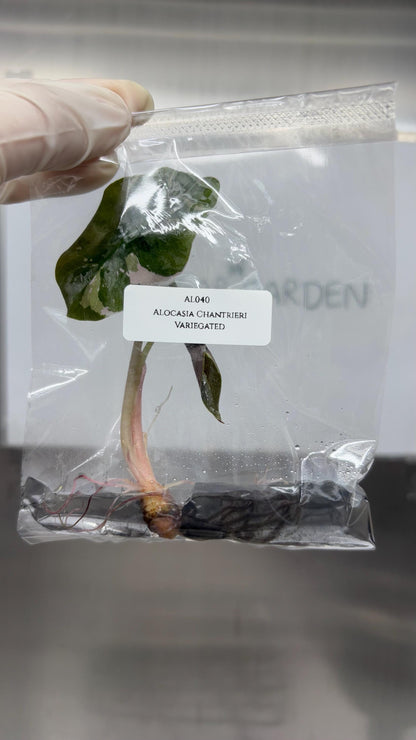 Alocasia Chantrieri Pink Variegated Tissue Culture (1 item/bag)