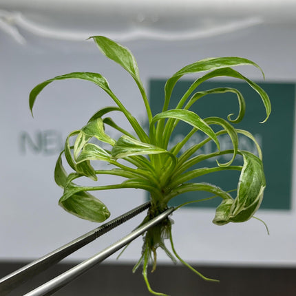 Mutation RARE Homalomena Rubescens "Star" Variegated Tissue Culture (1 item/bag)