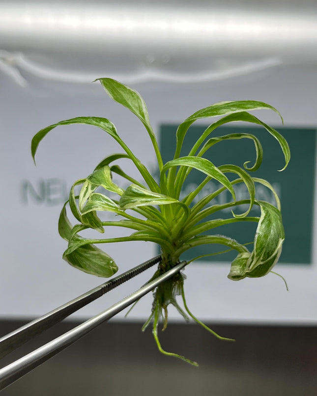 Mutation RARE Homalomena Rubescens "Star" Variegated Tissue Culture (1 item/bag)