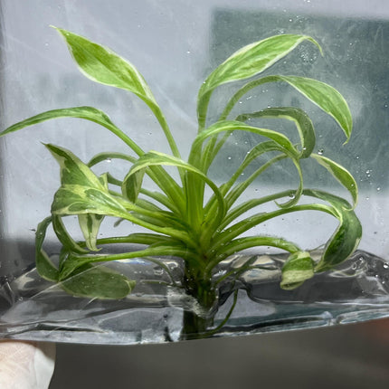 Mutation RARE Homalomena Rubescens "Star" Variegated Tissue Culture (1 item/bag)