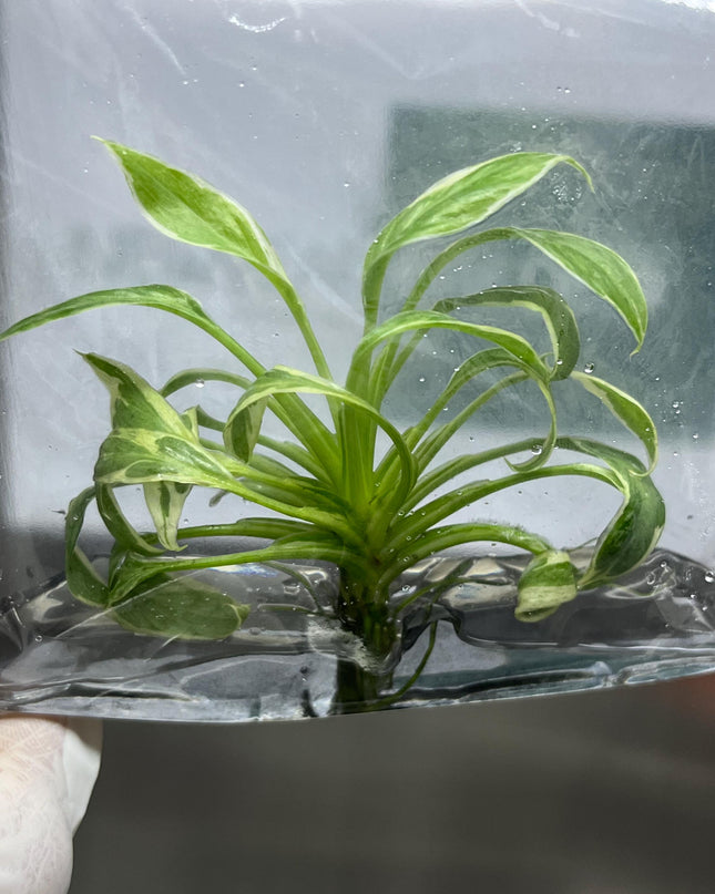 Mutation RARE Homalomena Rubescens "Star" Variegated Tissue Culture (1 item/bag)