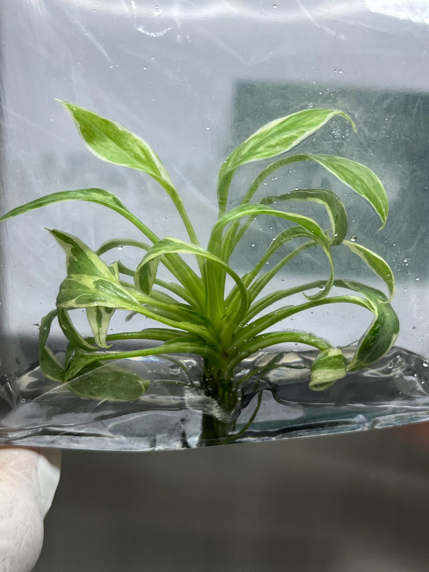 Mutation RARE Homalomena Rubescens "Star" Variegated Tissue Culture (1 item/bag)