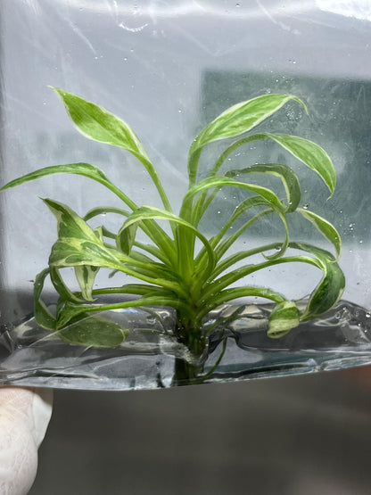 Mutation RARE Homalomena Rubescens "Star" Variegated Tissue Culture (1 item/bag)