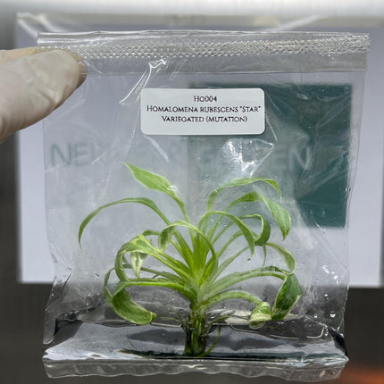 Mutation RARE Homalomena Rubescens "Star" Variegated Tissue Culture (1 item/bag)