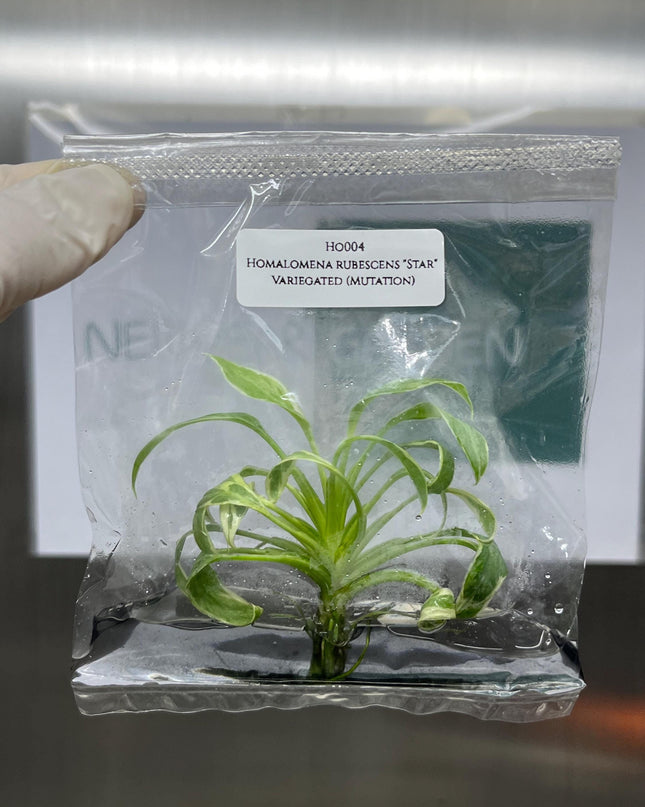 Mutation RARE Homalomena Rubescens "Star" Variegated Tissue Culture (1 item/bag)