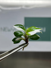 Philodendron White Knight Variegated (5 plants/bag) Tissue Culture