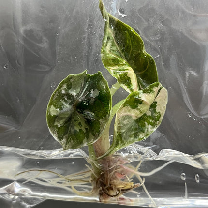 Alocasia Azlanii Variegated (Pink-Albo) Tissue Culture (1 plant/bag)