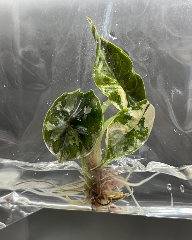 Alocasia Azlanii Variegated (Pink-Albo) Tissue Culture (1 plant/bag)