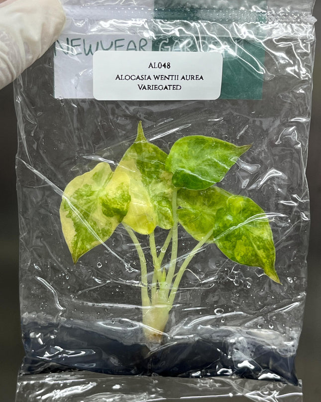Alocasia Wentii Aurea Variegated Tissue Culture (1 item/bag)