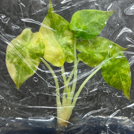 Alocasia Wentii Aurea Variegated Tissue Culture (1 item/bag)