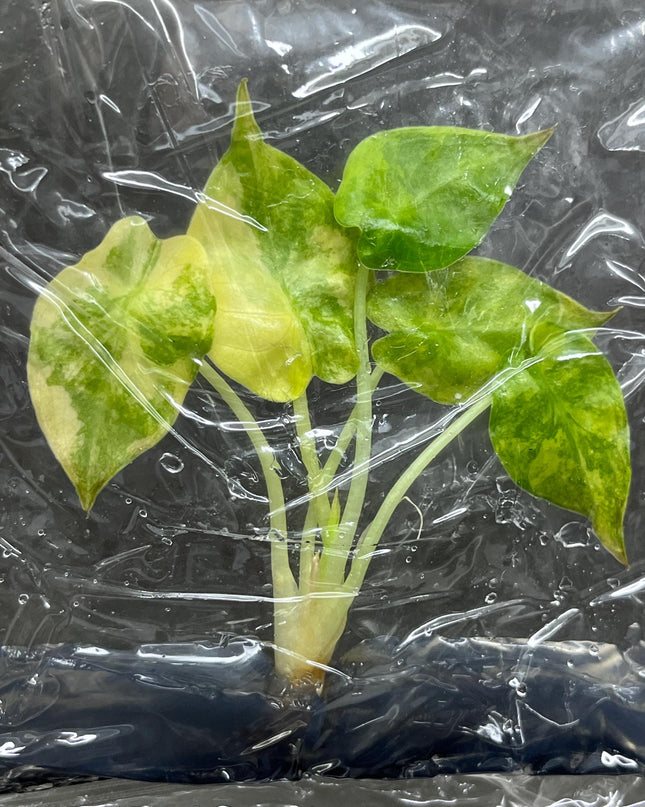Alocasia Wentii Aurea Variegated Tissue Culture (1 item/bag)