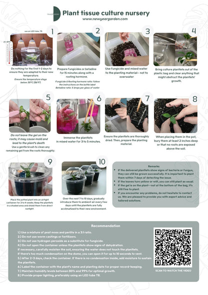 Alocasia Melo Aurea Variegated (Tricolor) (1 item/bag) Tissue Culture