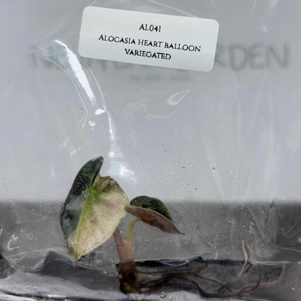 Alocasia Heart Balloon Pink Variegated (1 item/bag) Tissue Culture