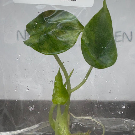 Alocasia Dragon's Breath Aurea Variegated Tissue Culture (1 item/bag)