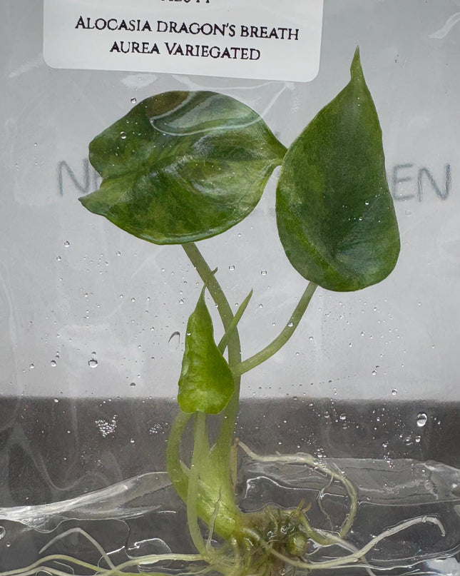Alocasia Dragon's Breath Aurea Variegated Tissue Culture (1 item/bag)