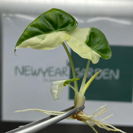 Alocasia Regal Shield Albo Variegated Tissue Culture (1 item/bag)