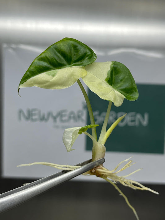 Alocasia Regal Shield Albo Variegated Tissue Culture (1 item/bag)