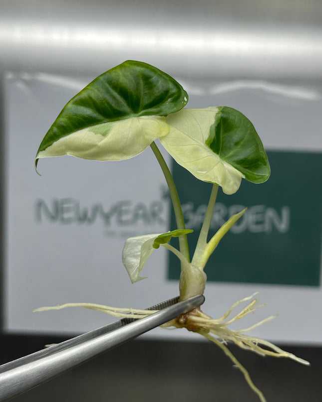 Alocasia Regal Shield Albo Variegated Tissue Culture (1 item/bag)