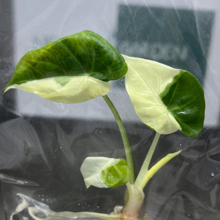 Alocasia Regal Shield Albo Variegated Tissue Culture (1 item/bag)