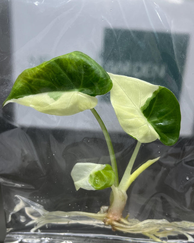 Alocasia Regal Shield Albo Variegated Tissue Culture (1 item/bag)