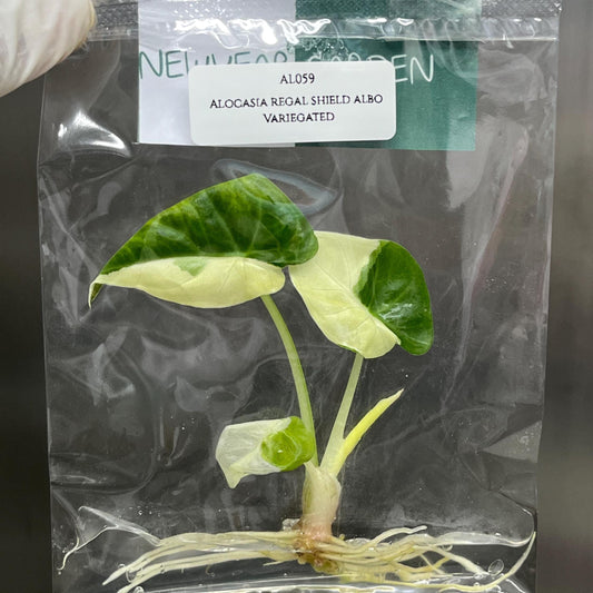Alocasia Regal Shield Albo Variegated Tissue Culture (1 item/bag)