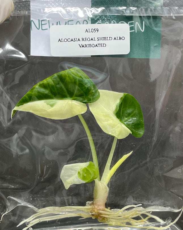 Alocasia Regal Shield Albo Variegated Tissue Culture (1 item/bag)