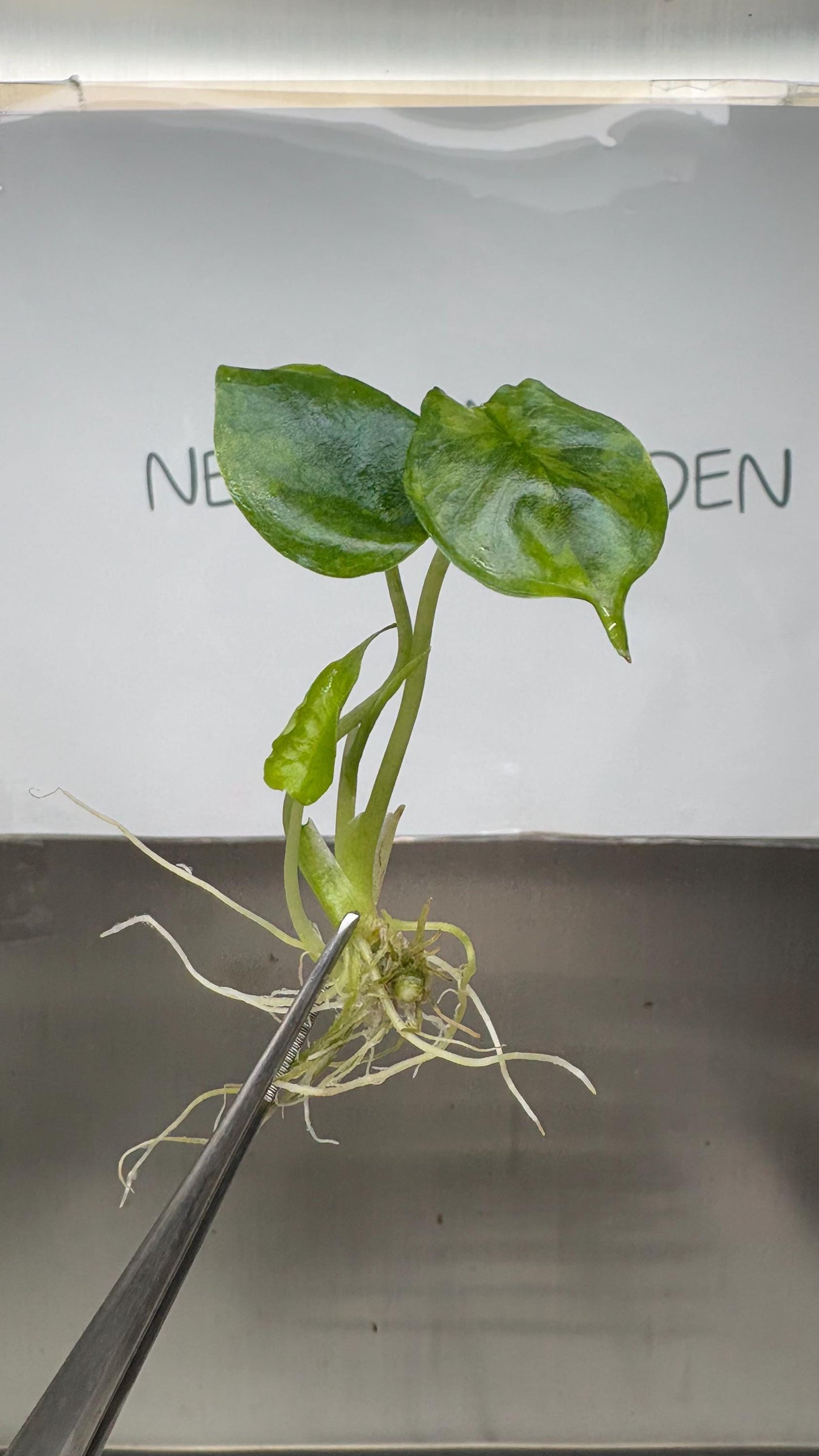 Alocasia Dragon's Breath Aurea Variegated Tissue Culture (1 item/bag)