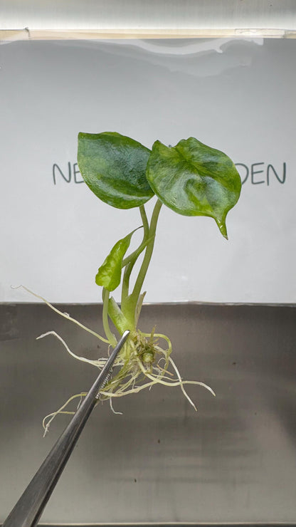 Alocasia Dragon's Breath Aurea Variegated Tissue Culture (1 item/bag)