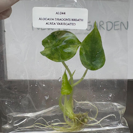 Alocasia Dragon's Breath Aurea Variegated Tissue Culture (1 item/bag)