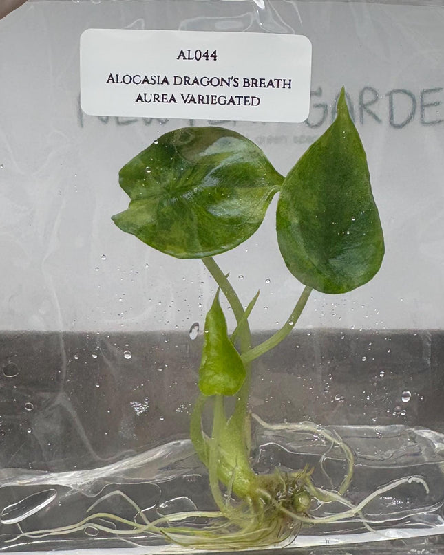 Alocasia Dragon's Breath Aurea Variegated Tissue Culture (1 item/bag)