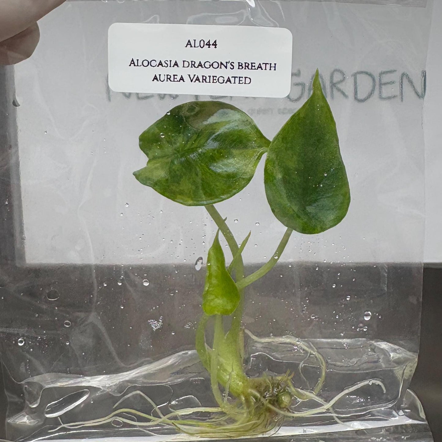 Alocasia Dragon's Breath Aurea Variegated Tissue Culture (1 item/bag)