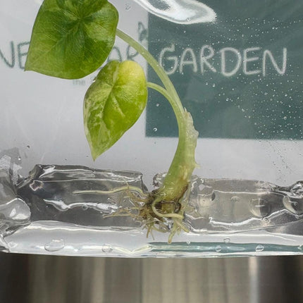 Alocasia Melo Aurea Variegated (Tricolor) (1 item/bag) Tissue Culture