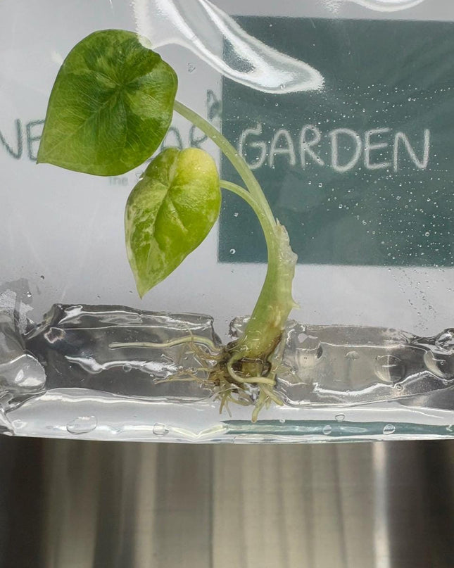 Alocasia Melo Aurea Variegated (Tricolor) (1 item/bag) Tissue Culture
