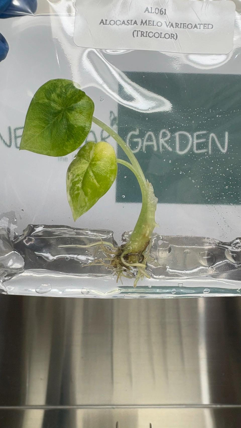 Alocasia Melo Aurea Variegated (Tricolor) (1 item/bag) Tissue Culture