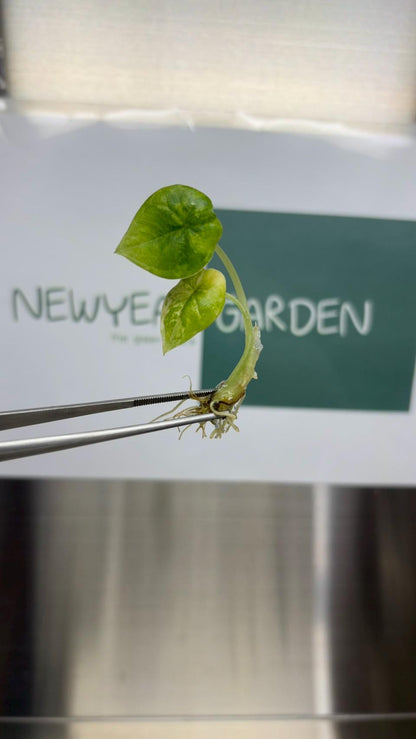 Alocasia Melo Aurea Variegated (Tricolor) (1 item/bag) Tissue Culture