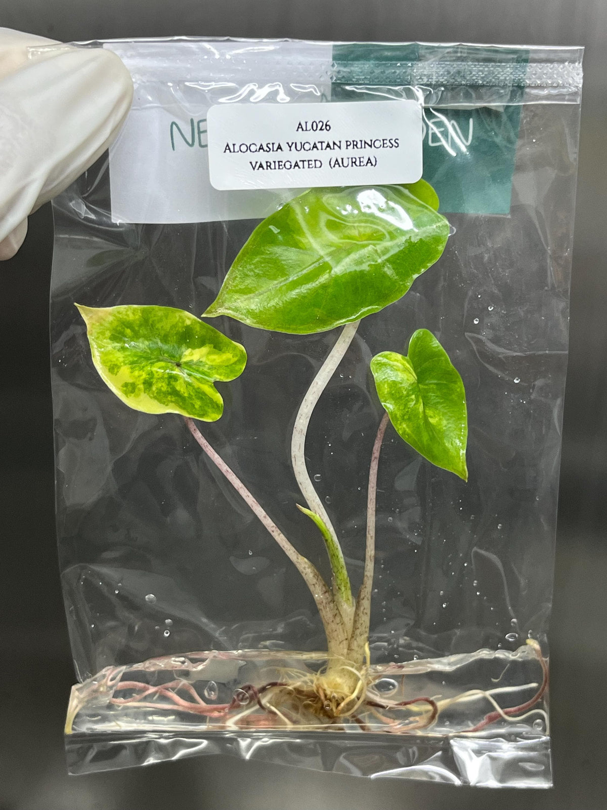 Alocasia yucatan princess Variegated (1 plantlet/bag) Tissue culture
