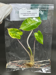 Alocasia yucatan princess Variegated (1 plantlet/bag) Tissue culture