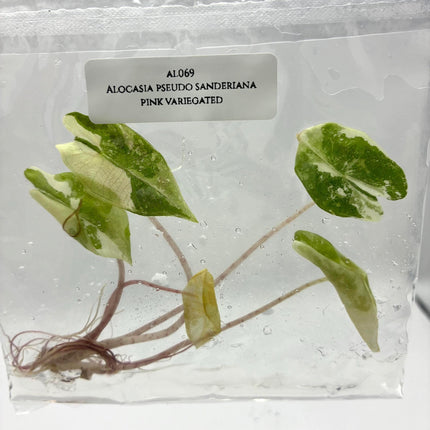 Alocasia Pseudo Sanderiana Pink Variegated Tissue Culture (1 item/bag)