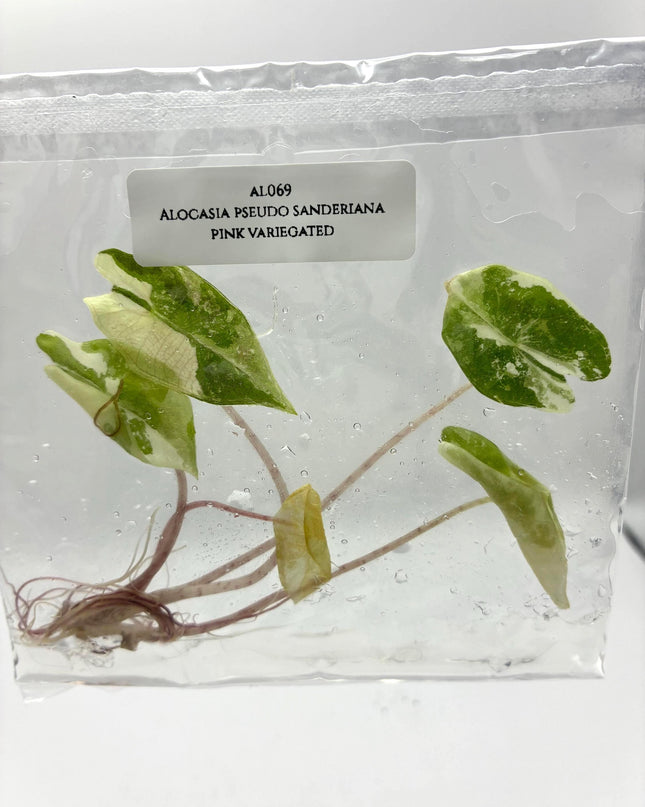 Alocasia Pseudo Sanderiana Pink Variegated Tissue Culture (1 item/bag)