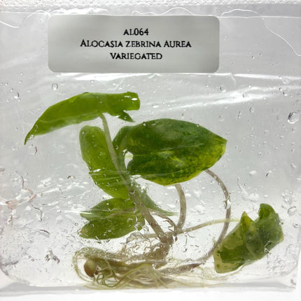 Alocasia Zebrina Aurea Variegated Tissue Culture (1 item/bag)