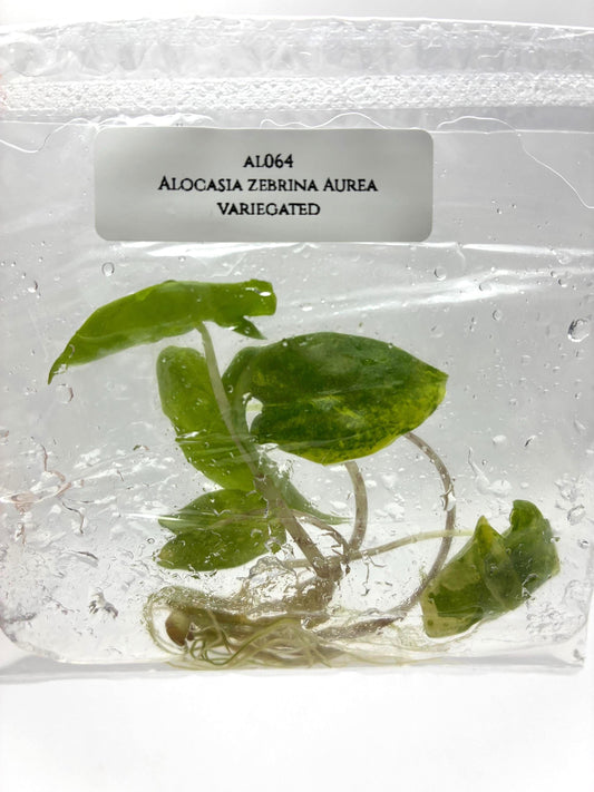 Alocasia Zebrina Aurea Variegated Tissue Culture (1 item/bag)