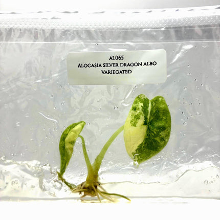 Alocasia Silver Dragon Albo Variegated Tissue Culture (1 item/bag)
