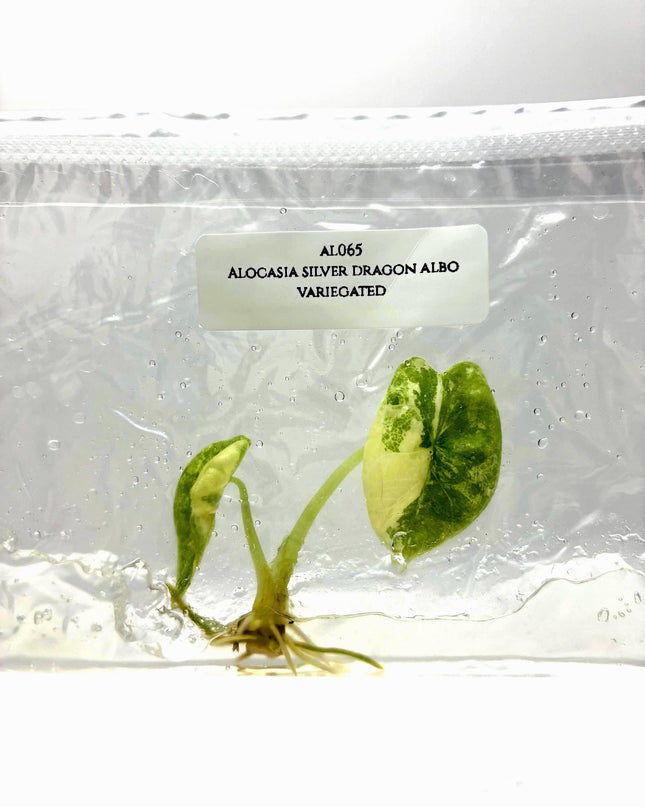 Alocasia Silver Dragon Albo Variegated Tissue Culture (1 item/bag)