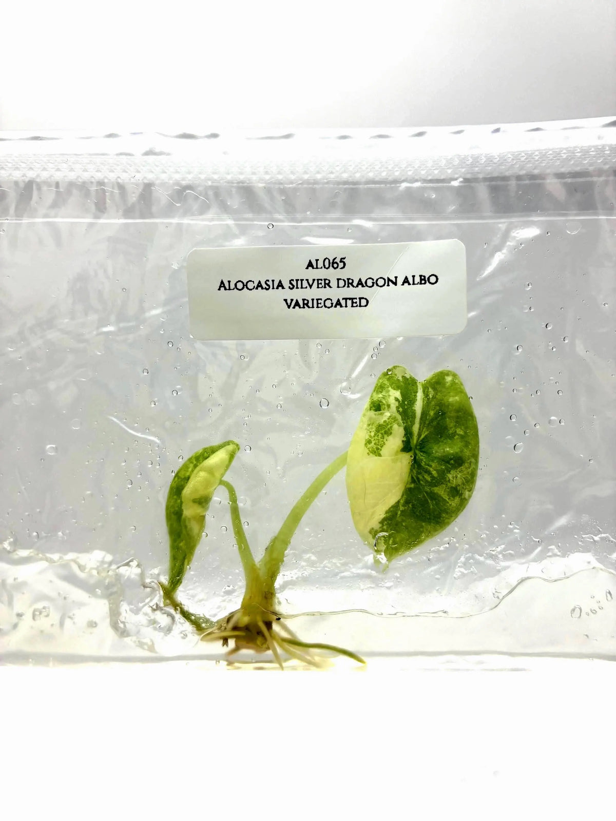 Alocasia Silver Dragon Albo Variegated (1 plantlet/bag) Tissue culture