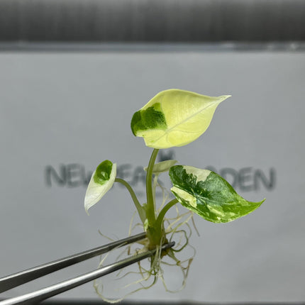 Alocasia Platinum Variegated Tissue Culture (1 item/bag)