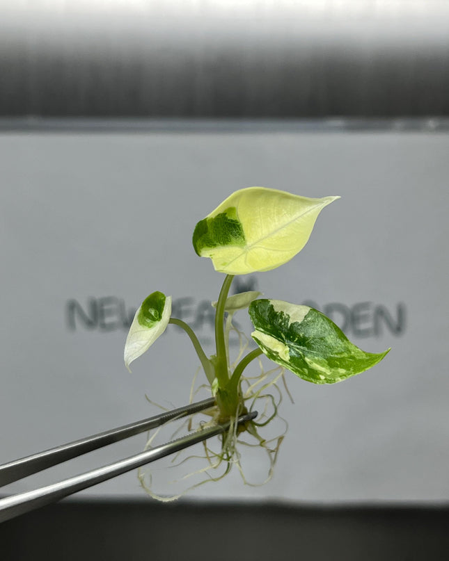 Alocasia Platinum Variegated Tissue Culture (1 item/bag)